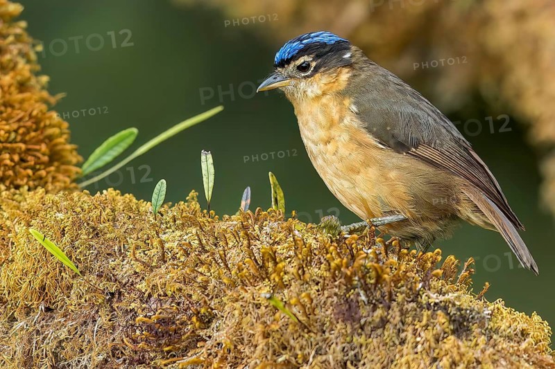 Blue-capped Ifrit (Ifrita kowaldi) perched on a branch in Papua New Guinea