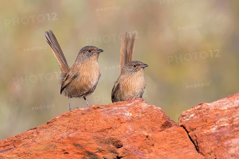 Dusky Grasswren (Amytornis purnelli) males, Northern Territory, Australia