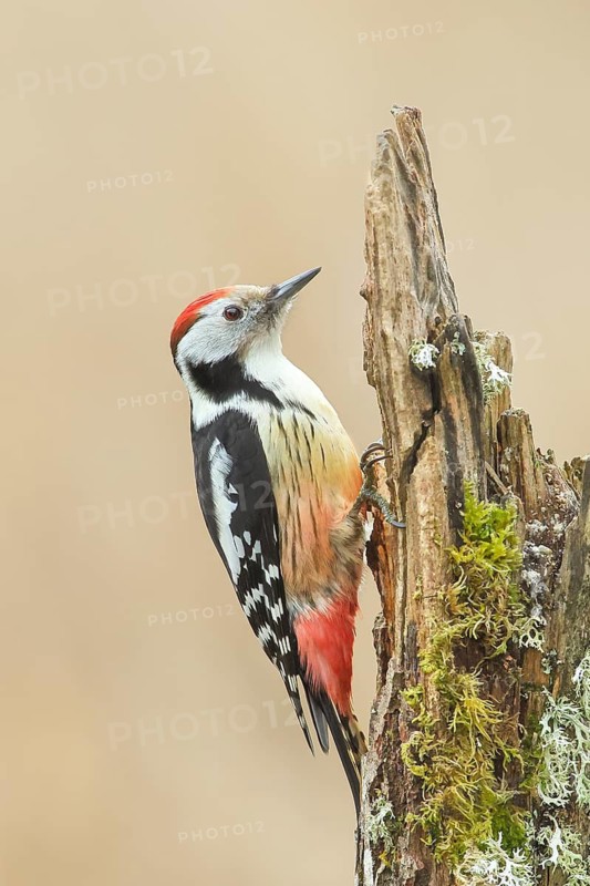 Middle spotted woodpecker (Dendrocopos medius) sitting on a tree stump overgrown with moss and lichen, Wildlife, Woodpeckers, Birds, Nature photography, Neunkirchen, Siegerland, North Rhine-Westphalia, Germany