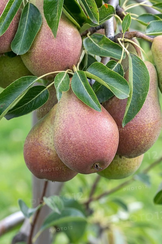 Pear (Pyrus communis FRED), Bundessorteamt, Germany