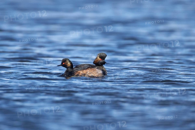 Black necked grebe (Podiceps nigricollis) two adult grebes birds swimming side by side as part of their courtship display on a lake, RSPB St Aidans nature reserve, Yorkshire, England, United Kingdom