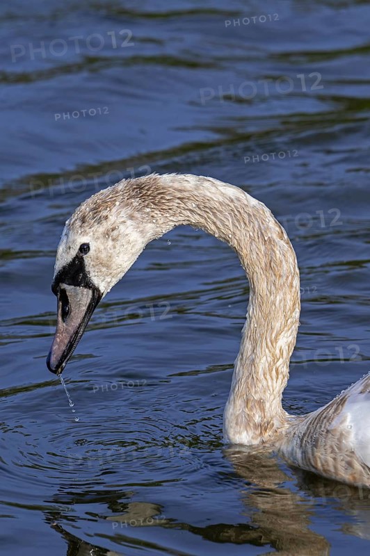 Mute swan (Cygnus olor) close-up of juvenile swimming in pond in spring
