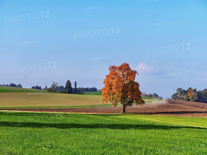 Discoloured pear tree (Pyrus), standing in a meadow, Beinwil, Freiamt, Canton Aargau, Switzerland