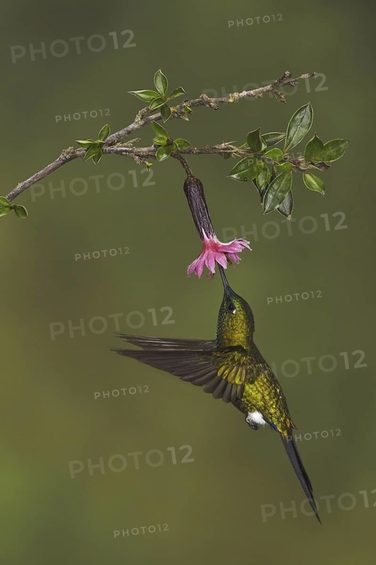 Sapphire-vented Puffleg (Eriocnemis luciani), Ecuador