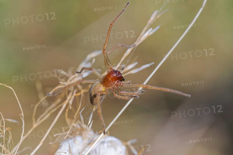 Female nurse's thorn finger, Cheiracanthium punctorium, female Yellow sac spider, Saxony-Anhalt, Germany