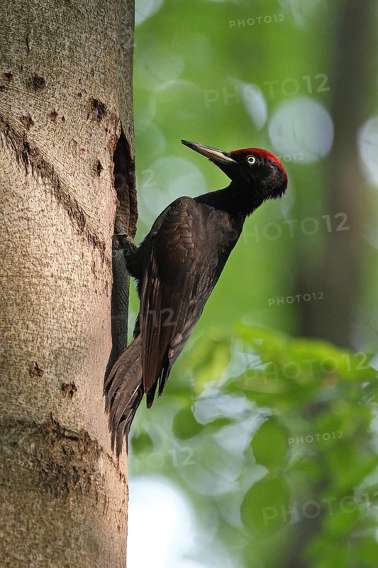 Black Woodpecker (Dryocopus martius) at nest cavity, Saxony-Anhalt, Germany