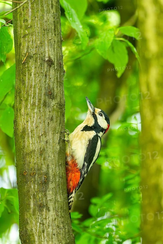 Great spotted woodpecker (Dendrocopos major) sitting on a branch, Bavaria, Germany, Europ