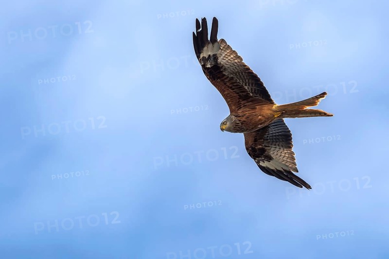 Red Kite (Milvus milvus) flying, Mecklenburg-Western Pomerania, Germany
