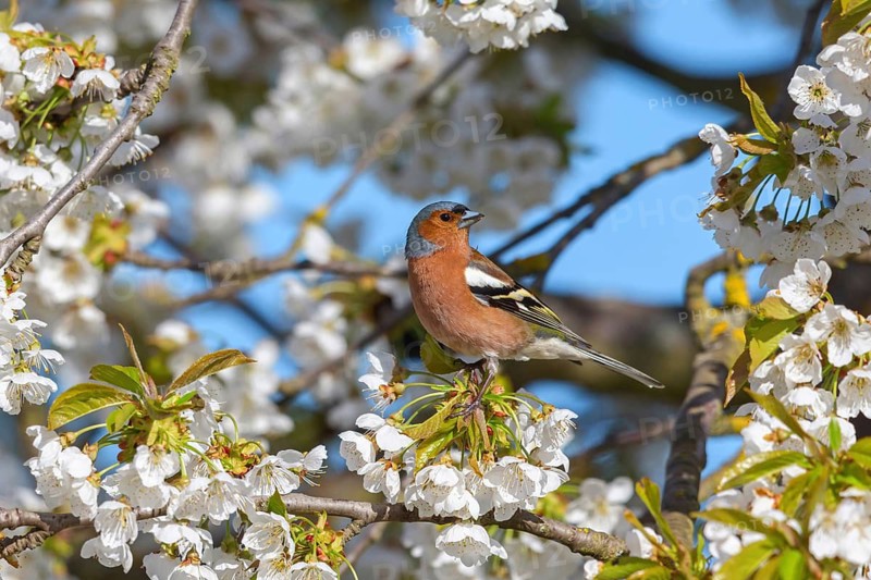 Common chaffinch (Fringilla coelebs), Bad D¸rkheim district, Wachenheim an der Weinstra?e, Rhineland-Palatinate, Germany