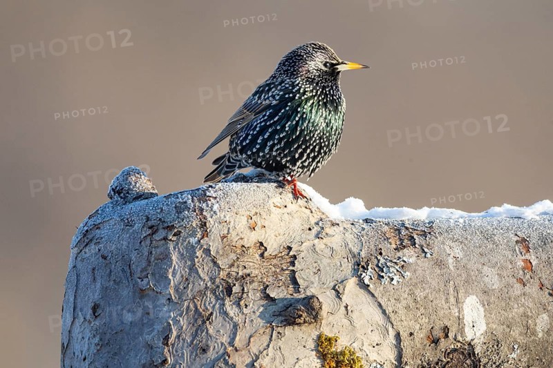 Starling (Sturnus vulagris) Germany