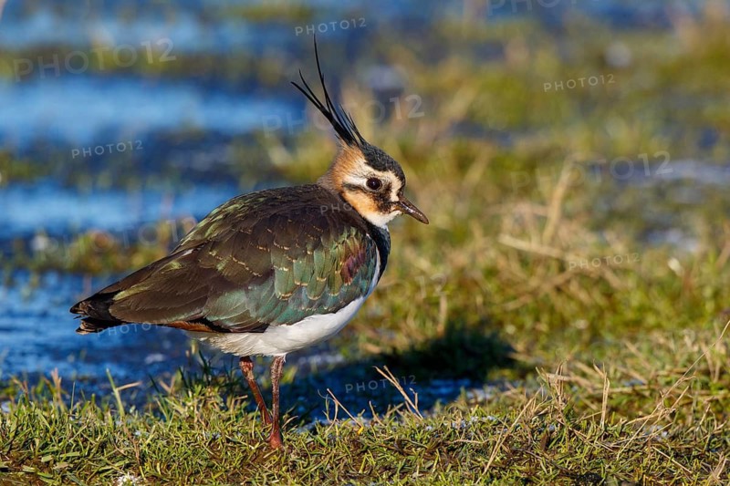Northern Lapwing (Vanellus vanellus) male, Netherlands