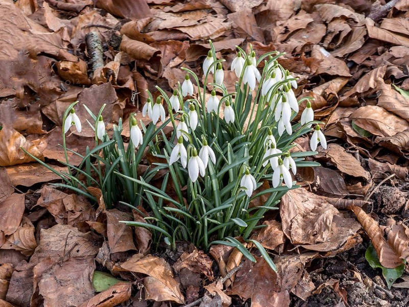 Snowdrop (Galanthus nivalis) flower among dry leaves in Ystad, Skåne County, Sweden, Scandinavia