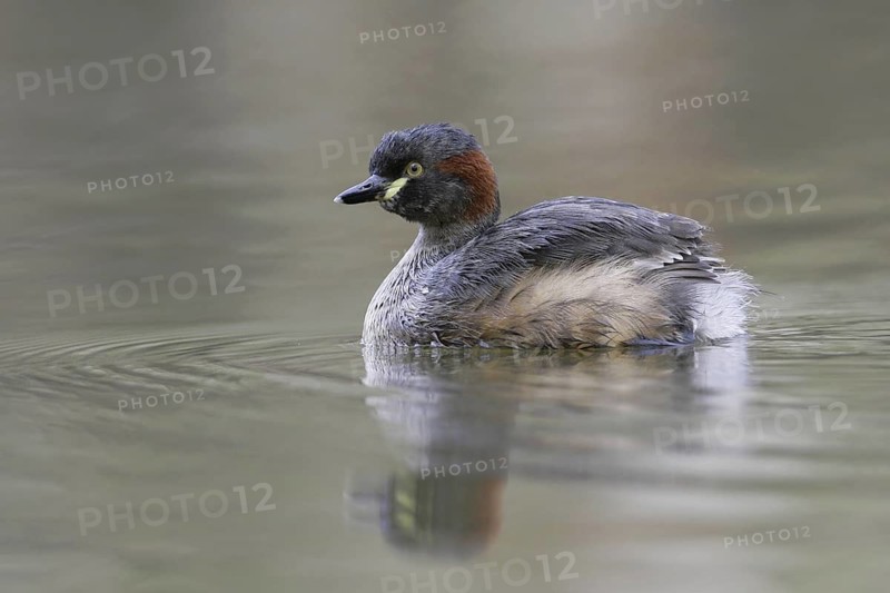 Australasian Grebe (Tachybaptus novaehollandiae), Victoria, Australia