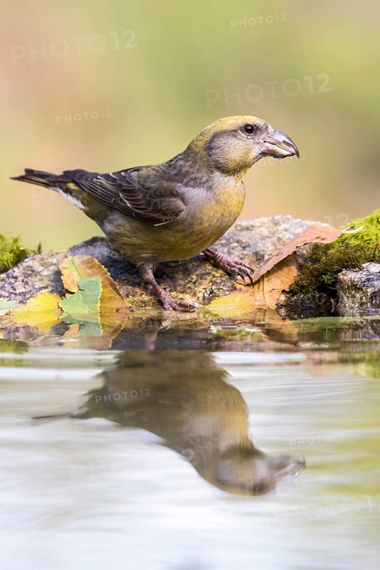 Red Crossbill (Loxia curvirostra) female at a waterhole, Madrid, Spain