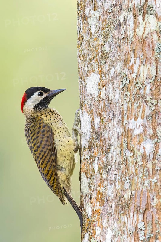 Spot-breasted Woodpecker (Colaptes punctigula) perched on a branch in Colombia, South America