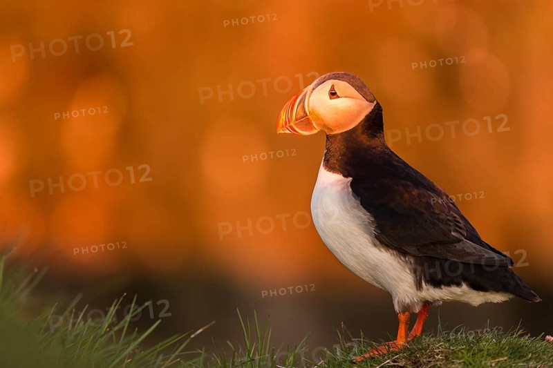 Atlantic Puffin (Fratercula arctica), Látrabjarg, Iceland