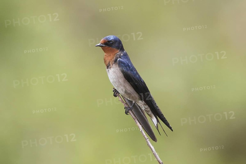 Angolan Swallow (Hirundo angolensis), Samburu, Kenya