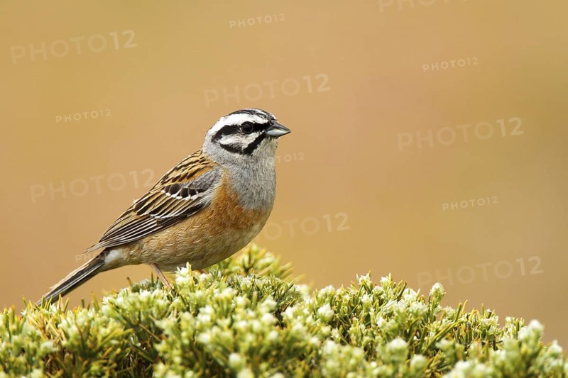 Rock Bunting (Emberiza cia) male, Avila, Spain