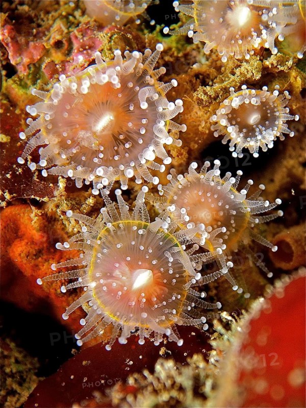 Jewelled anemone (Corynactis viridis)