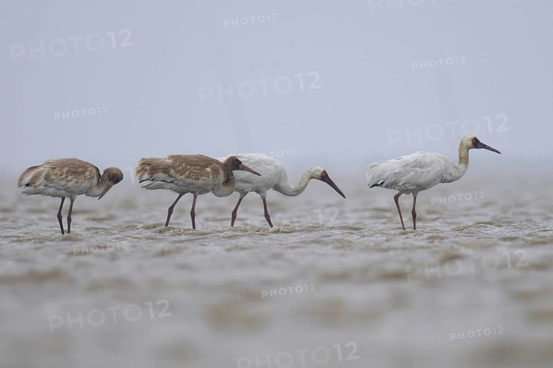 Siberian Crane (Leucogeranus leucogeranus) foraging, Poyang Lake, China