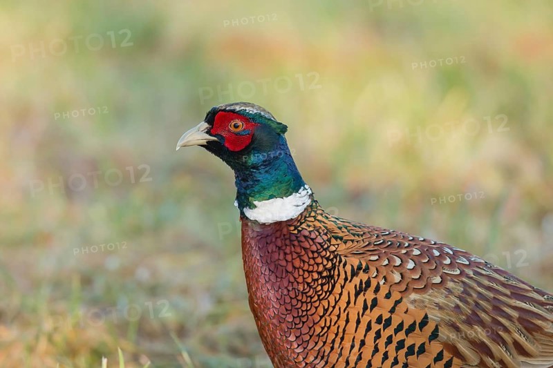 Common Pheasant (Phasianus colchicus) male, Lower Saxony, Germany