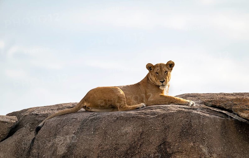 Lioness (Panthera leo) lying on a rock on a kopje, Serengeti National Park, Tanzania