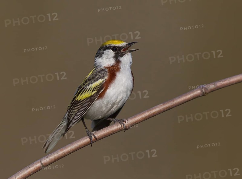 Chestnut-sided Warbler (Setophaga pensylvanica) male singing, Michigan, USA