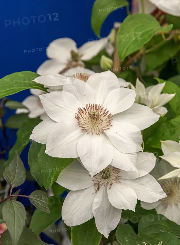 Clematis (Clematis 'Mrs George Jackman'), Plantarium 2016, Netherlands