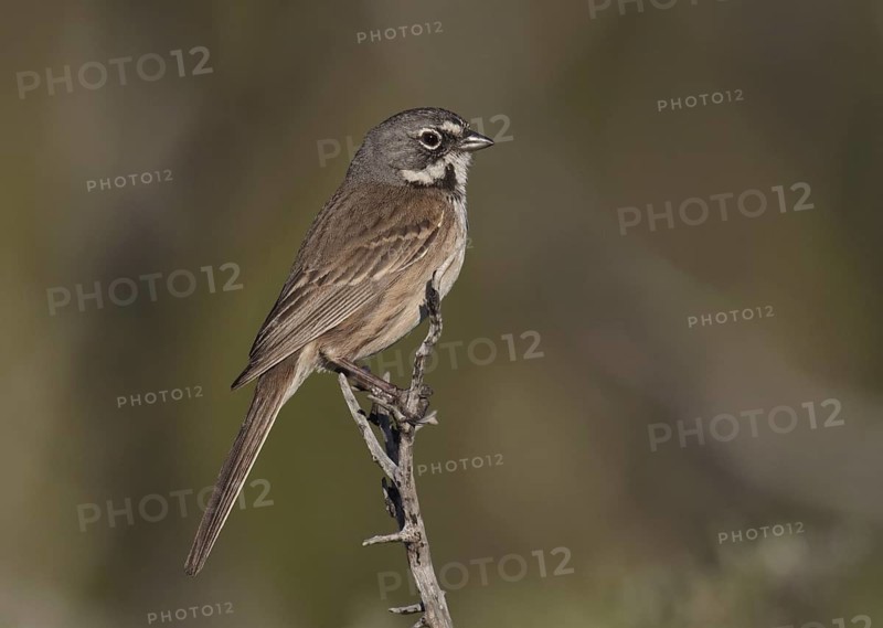 Bell's Sparrow (Artemisiospiza belli), California, USA
