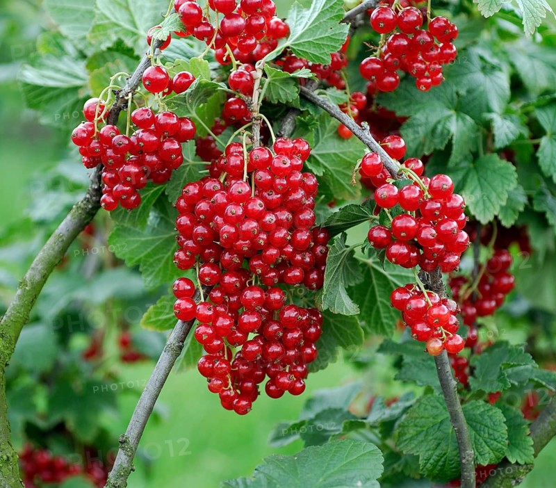 Redcurrant, Redcurrant (Ribes rubrum 'Herosta'), Germany