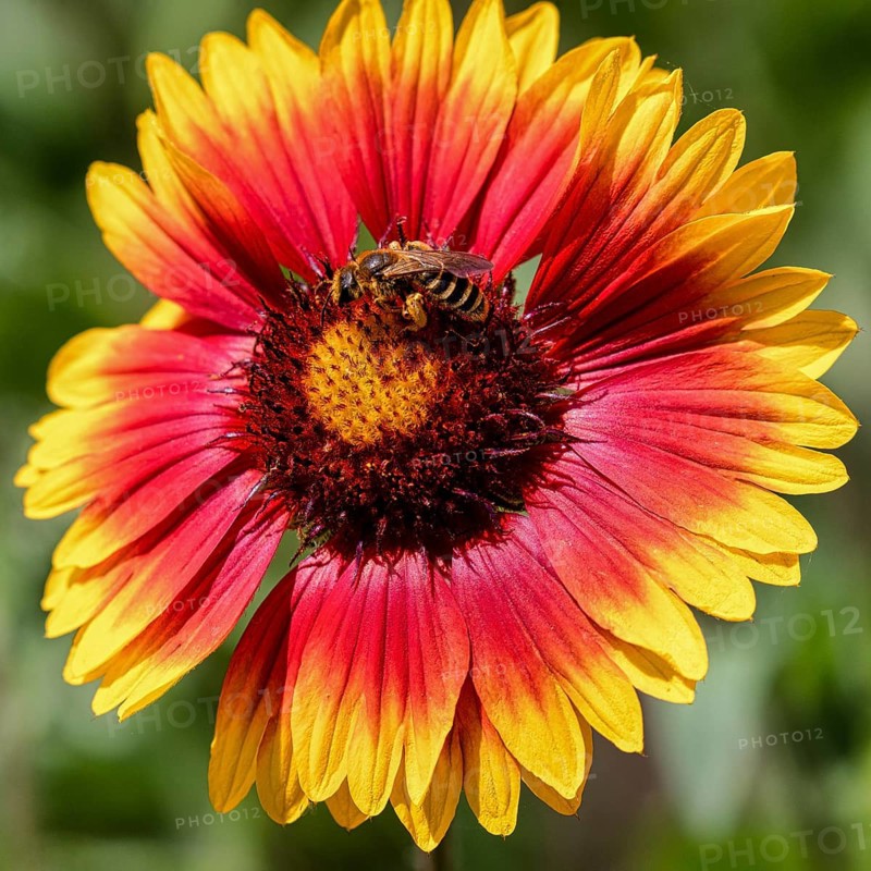 Gaillardia fanfare centered, gaillardia grandiflora arizona and bee. Krasnodar. Russia