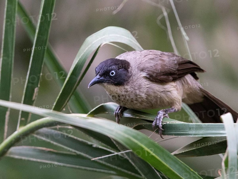 Blackcap Babbler (Turdoides reinwardtii), Gambia