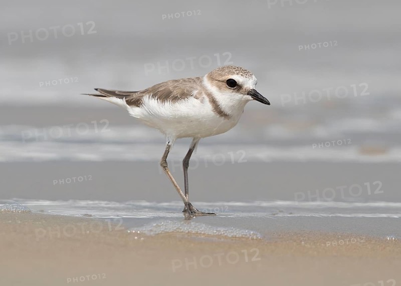 Kentish Plover (Charadrius alexandrinus) foraging on beach, Goa India