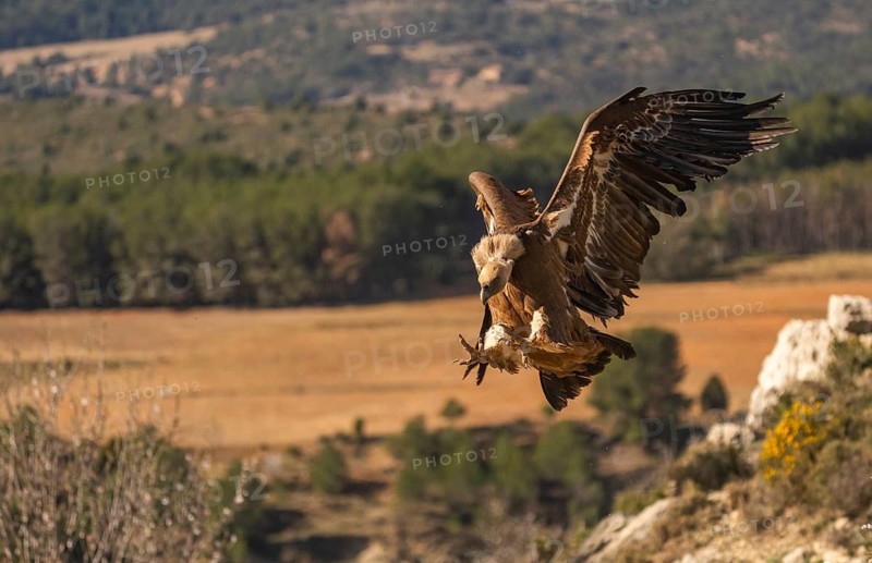 A majestic Griffon Vulture captured in mid-flight, soaring gracefully over a scenic forest and field landscape. Its impressive wingspan and detailed plumage are vividly showcased