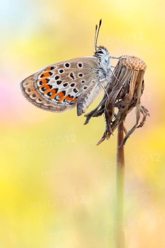 Argus-Bläuling (Plebejus argus)