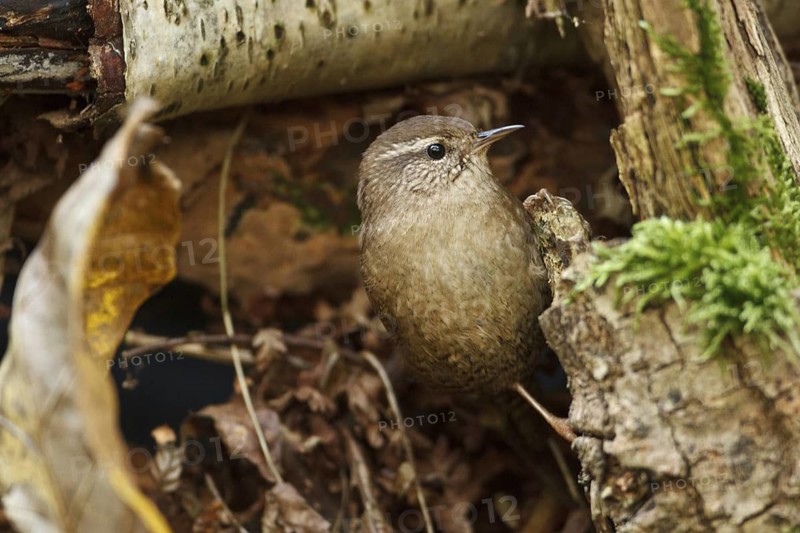 Eurasian Wren (Troglodytes troglodytes), Rhineland-Palatinate, Germany