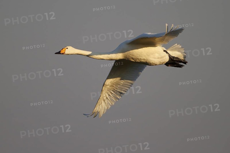 Whooper Swan (Cygnus cygnus) flying, North Rhine-Westphalia, Germany