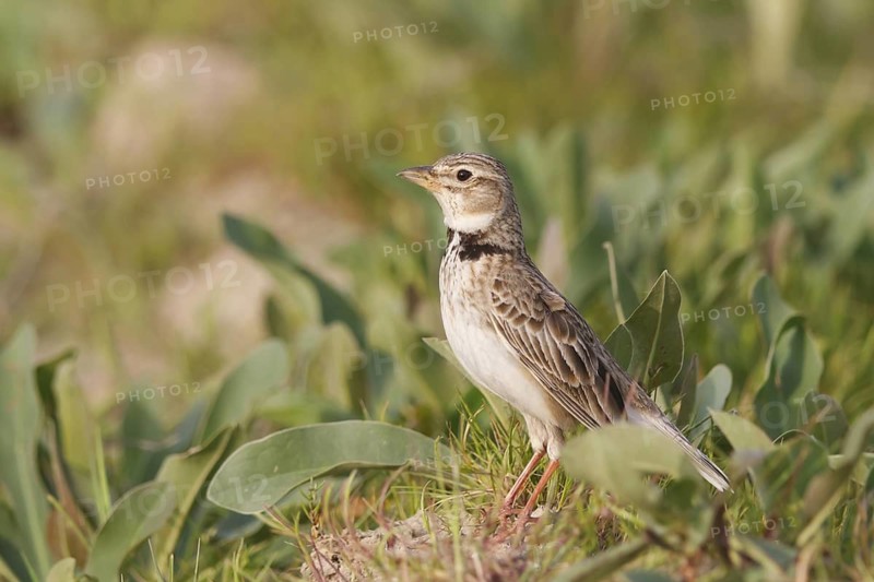 Calandra Lark (Melanocorypha calandra), Ankara, Turkey