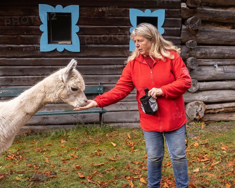 An elderly woman in a red jacket lovingly feeds an alpaca in the lush surroundings of the Austrian countryside, capturing a serene moment of care and connection