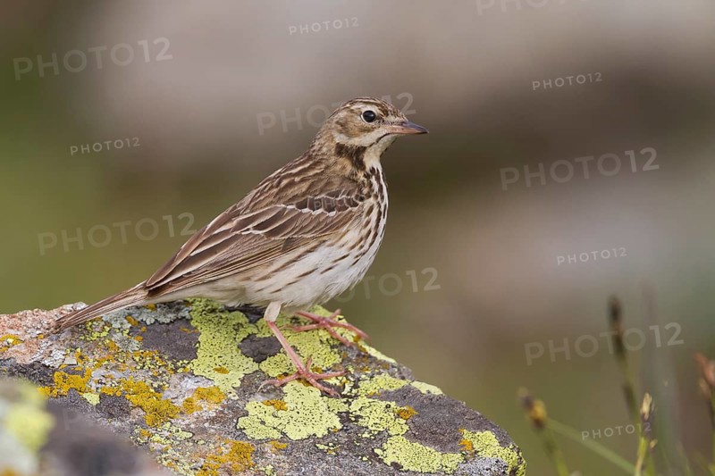 Tree Pipit - Baumpieper - Anthus trivialis, Kazakhstan