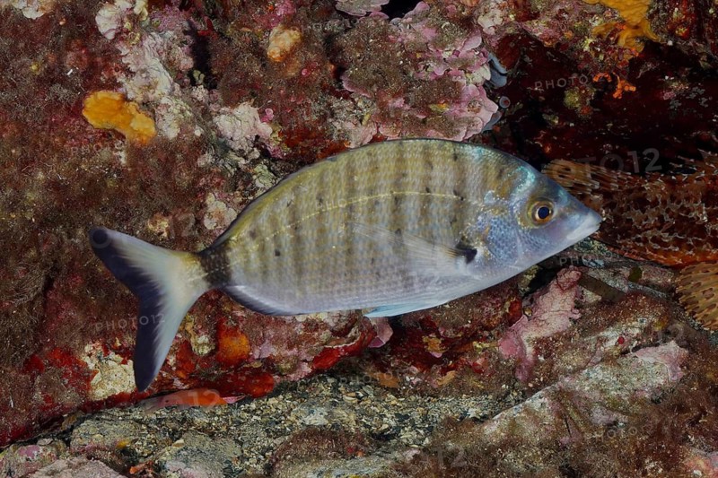 A single striped fish, Pinniped (Diplodus puntazzo), swimming near colourful algae, dive site Giens Peninsula, Mediterranean Sea, Porquerolles, Provence, Côte d'Azur, France