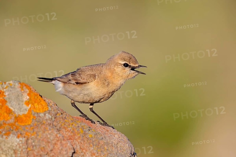 Isabellsteinschmätzer, Isabelline Wheatear, Oenanthe isabellina, Traquet isabelle, Collalba Isabel