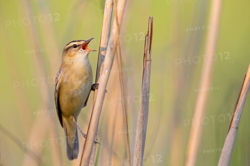 Schilfrohrsänger, Sedge Warbler, Acrocephalus schoenobaenus, Phragmite des joncs, Carricerín Común
