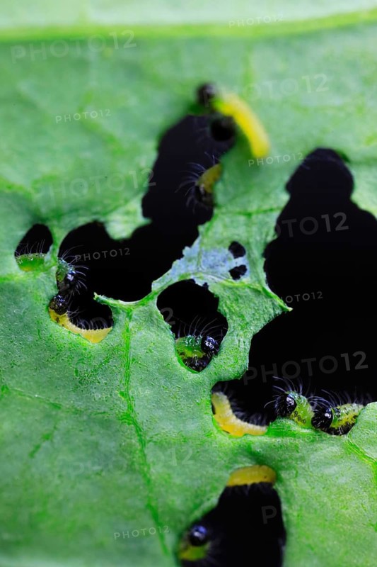 Caterpillars of the cabbage white butterfly, July, Germany