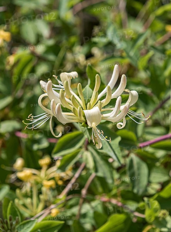 Forest honeysuckle (Lonicera periclymenum), Mainau Island, Germany