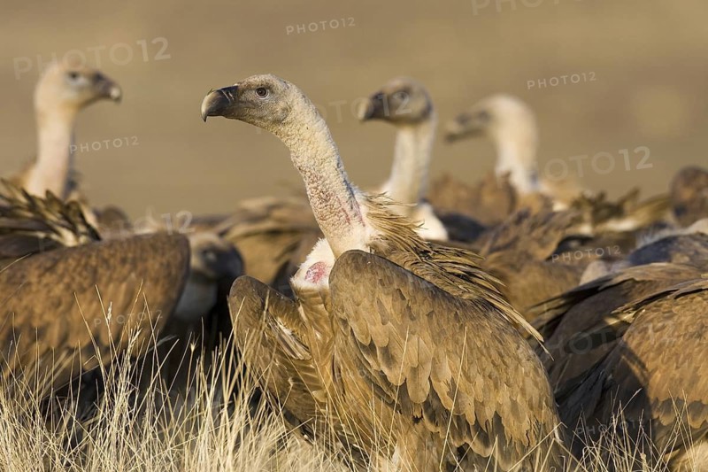 Griffon Vulture (Gyps fulvus), Castile-La Mancha, Spain