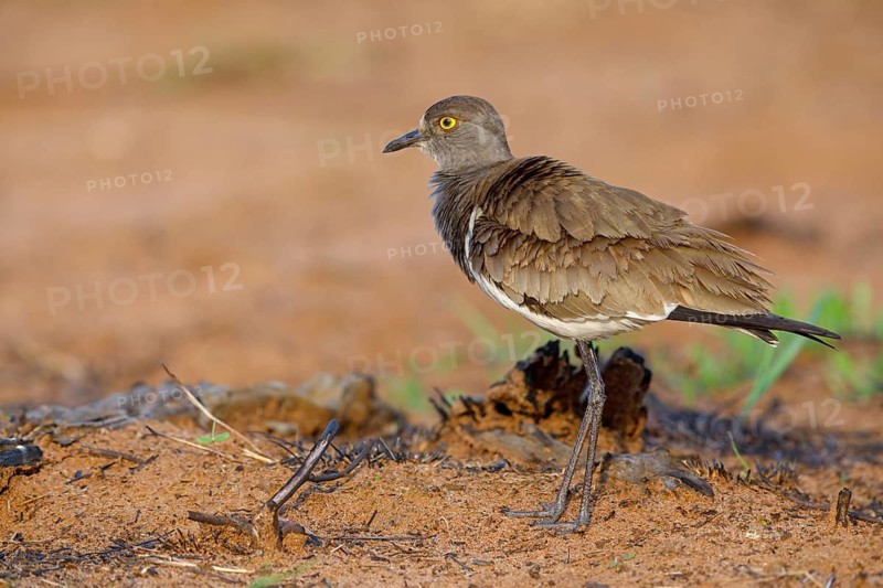 Lapwing (Vanellus lugubris), animals, birds, biotope, habitat, foraging, wader, plover family, Mkuze Game Reserve, Mkuze, KwaZulu-Natal, S¸dafrica