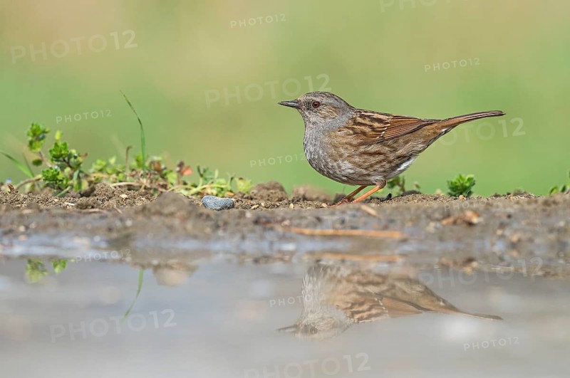Dunnock (Prunella modularis) at waterhole, Aosta Valley, Italy