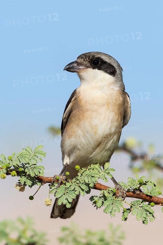 Lesser Grey Shrike (Lanius minor), Eilat, Israel