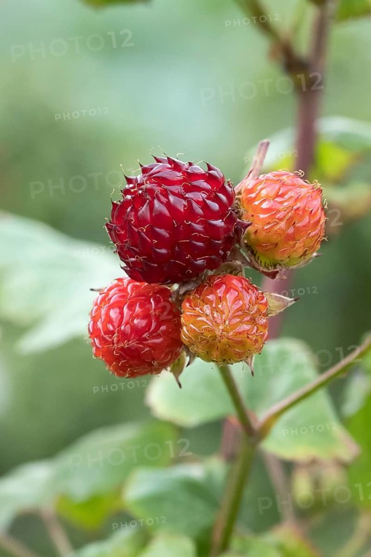 Tree raspberry (Rubus RASPBEARY), Ihlenweg 7, Germany